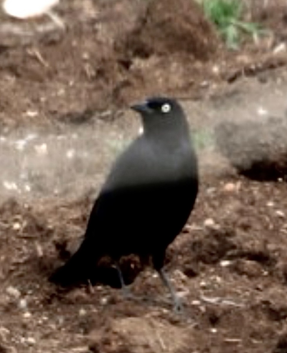 Brewer's Blackbird - ML646113466