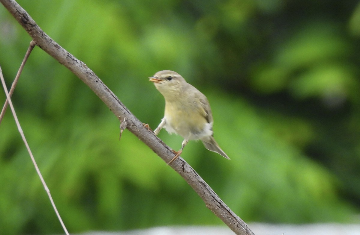 Willow Warbler - ML646113470