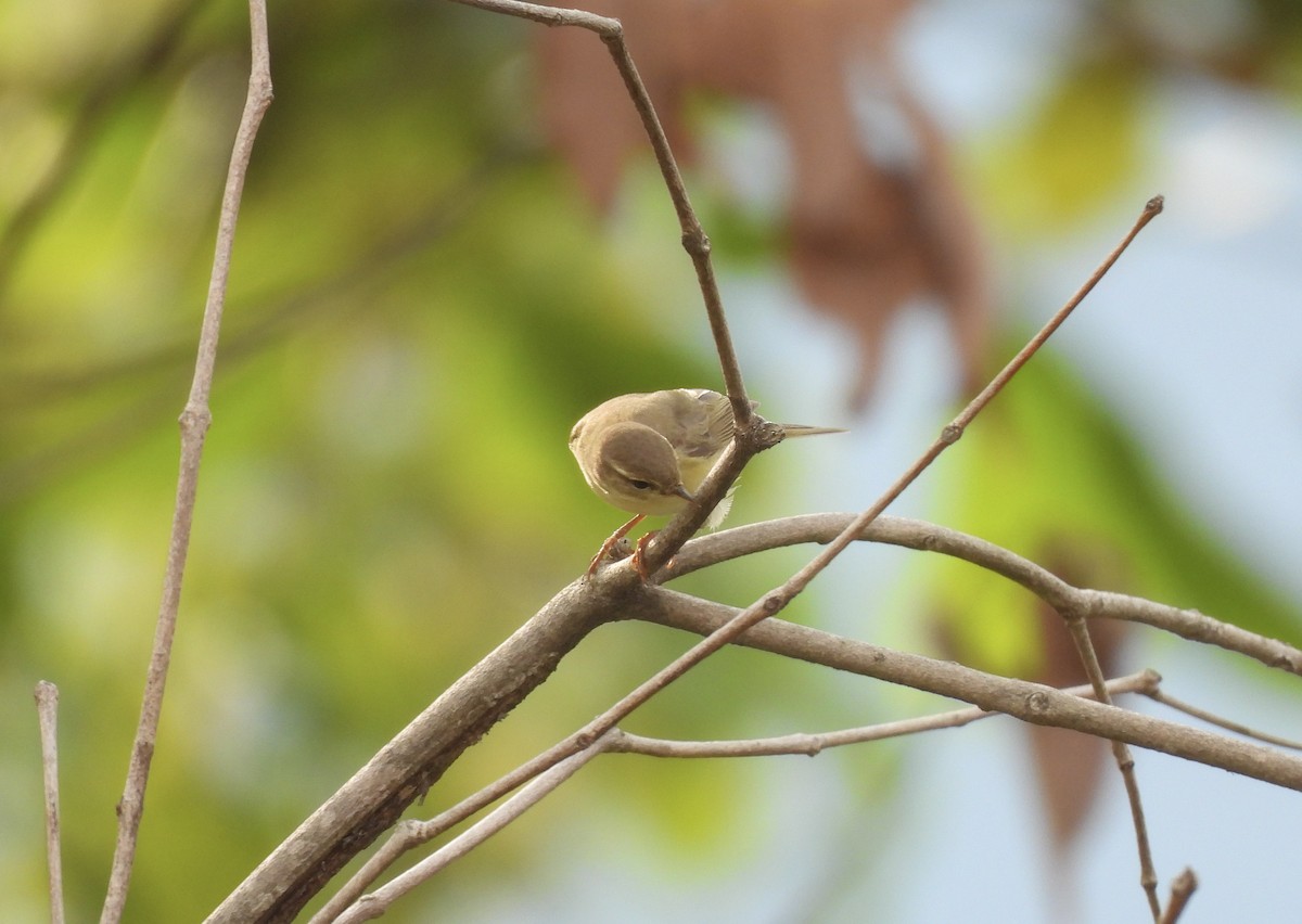 Willow Warbler - ML646113471