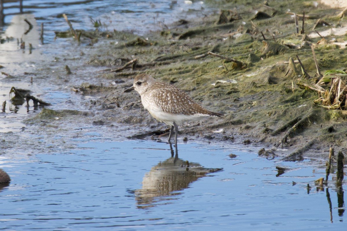 Gümüş Yağmurcun - ML646113474