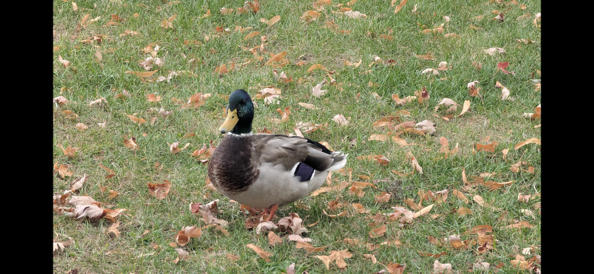 Mallard - ML646113477