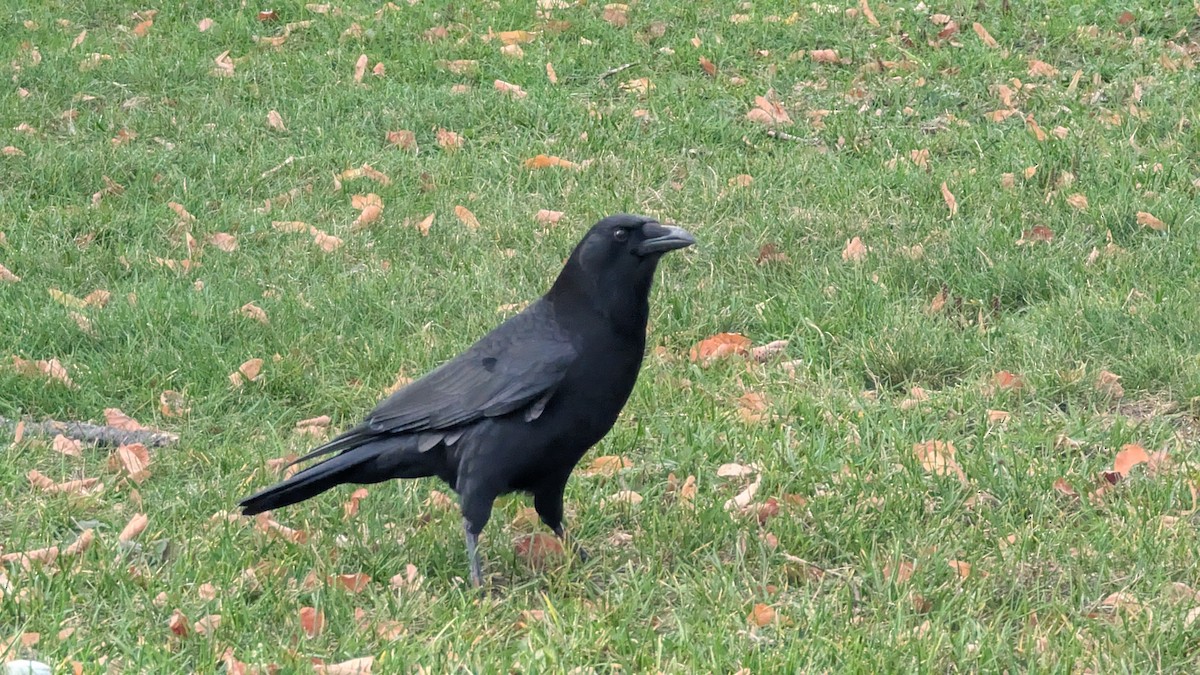 American Crow - ML646113498