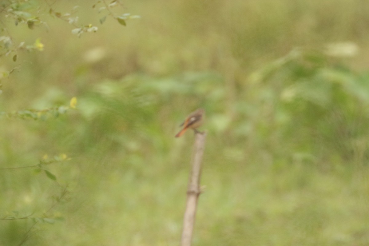 חכלילית סיבירית - ML646113501