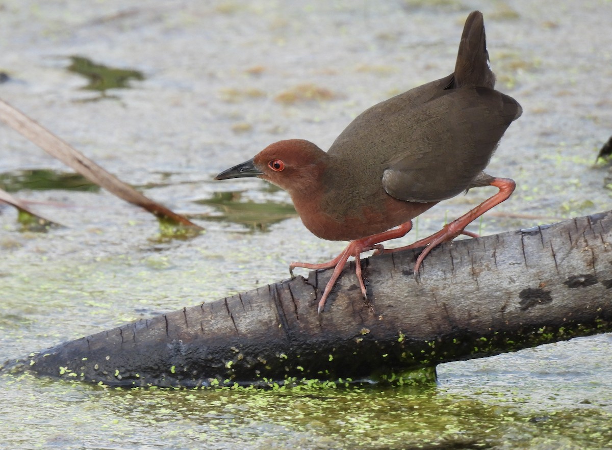 Погонич індійський - ML646113503