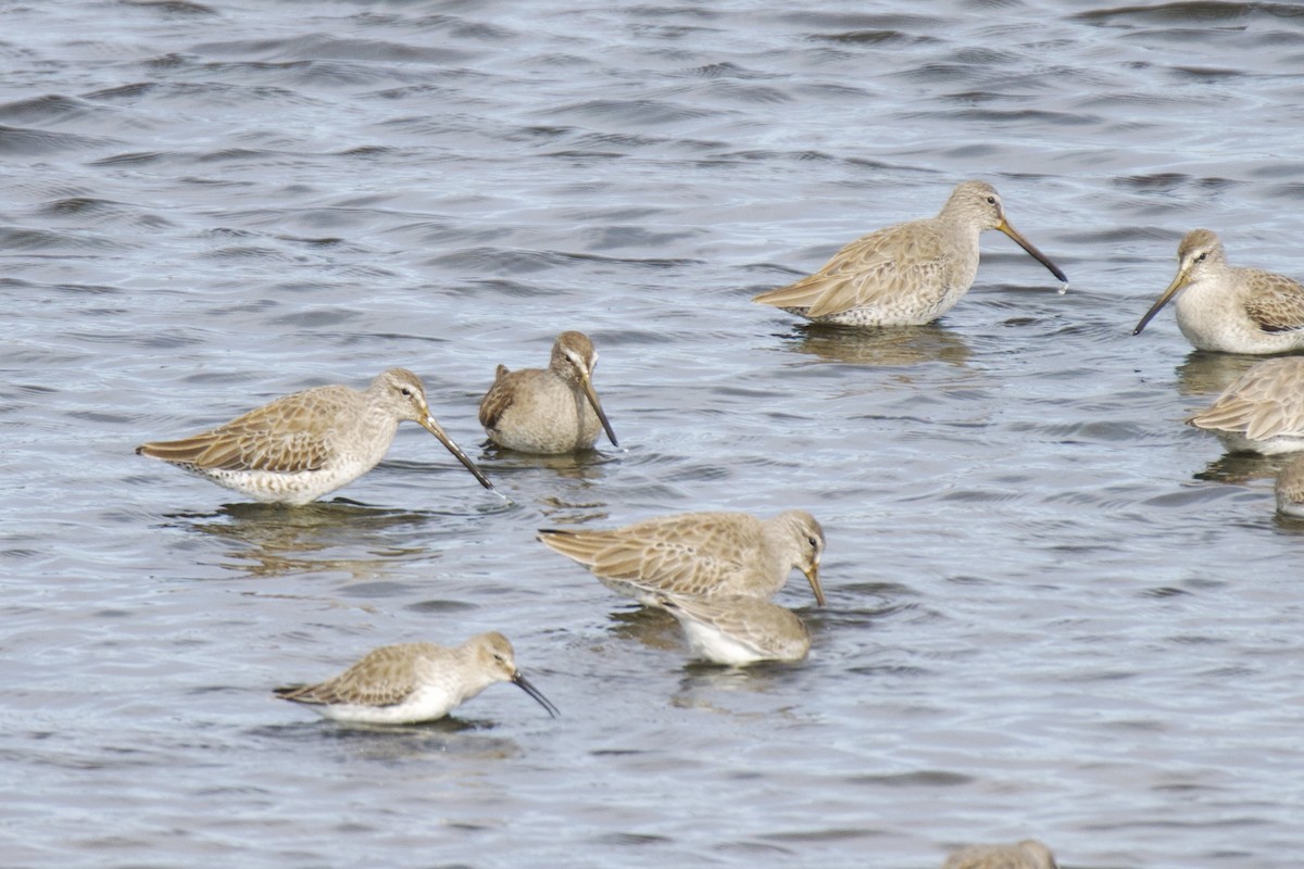 Kısa Gagalı Suçulluğu - ML646113517