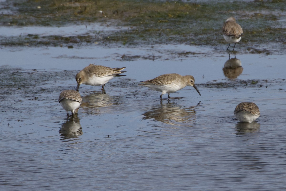 Kara Karınlı Kumkuşu - ML646113533