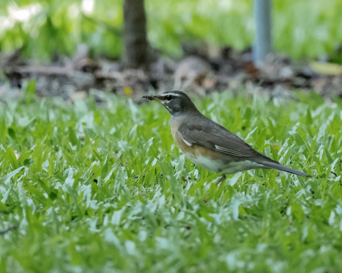 Дрізд вузькобровий - ML646113534