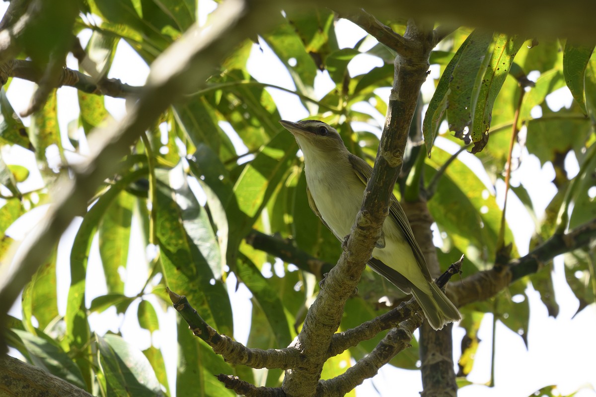 Red-eyed Vireo - ML646113535