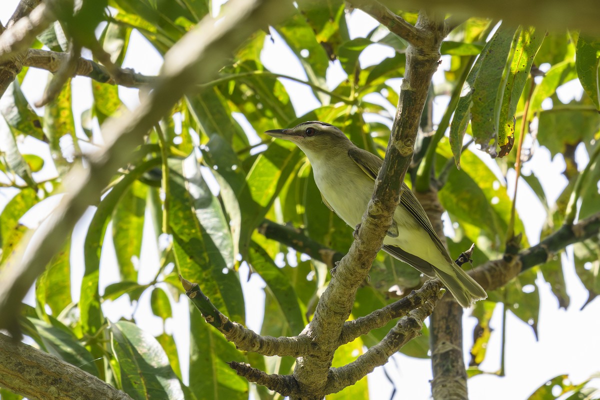 Red-eyed Vireo - ML646113536