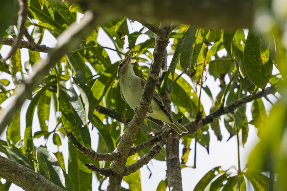 Red-eyed Vireo - ML646113538