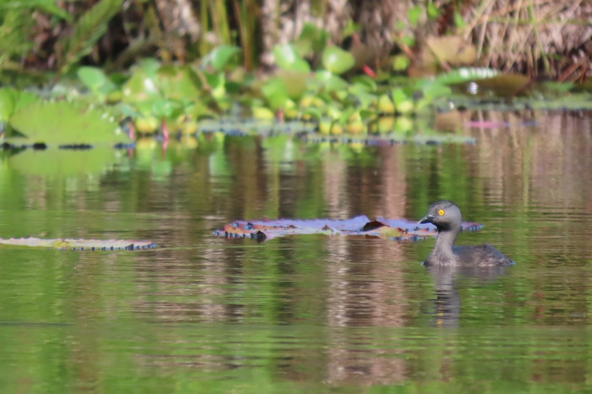Least Grebe - ML646113547