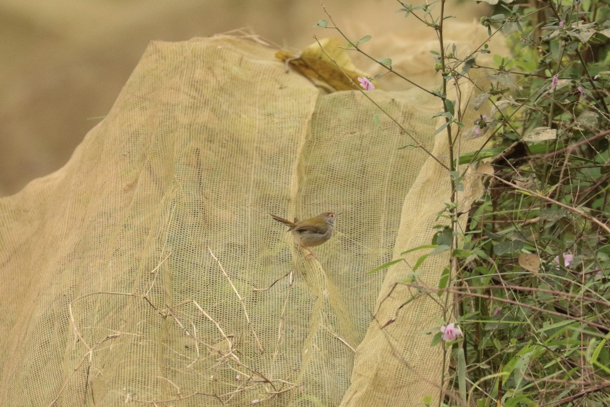 langstjertskredderfugl - ML646113549