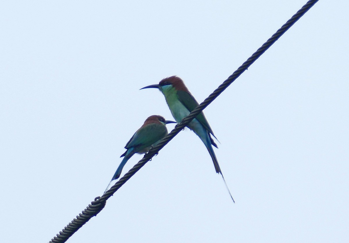 Rufous-crowned Bee-eater - ML646113551