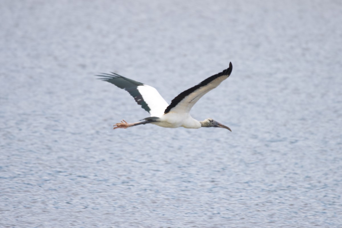 Kara Boyunlu Orman Leyleği - ML646113554