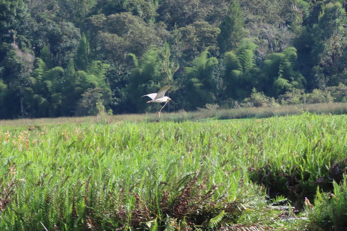 Black-crowned Night Heron - ML646113555