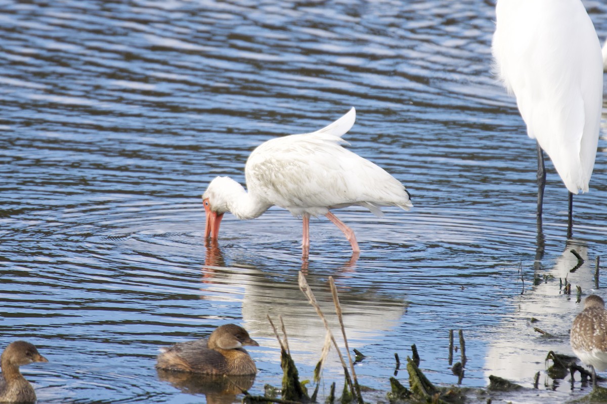 Ak Aynak - ML646113558