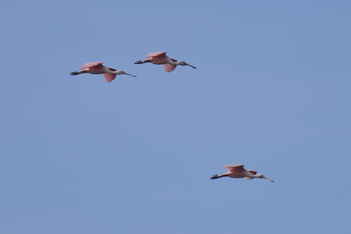 Pembe Kaşıkçı - ML646113562