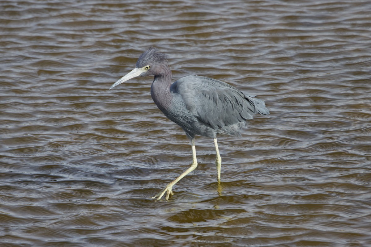 Mavi Balıkçıl - ML646113569