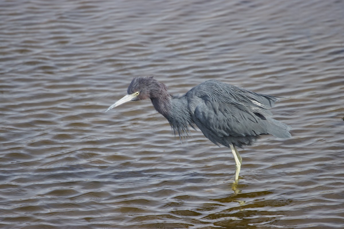 Mavi Balıkçıl - ML646113570