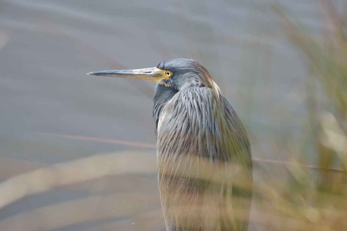 Tricolored Heron - ML646113577