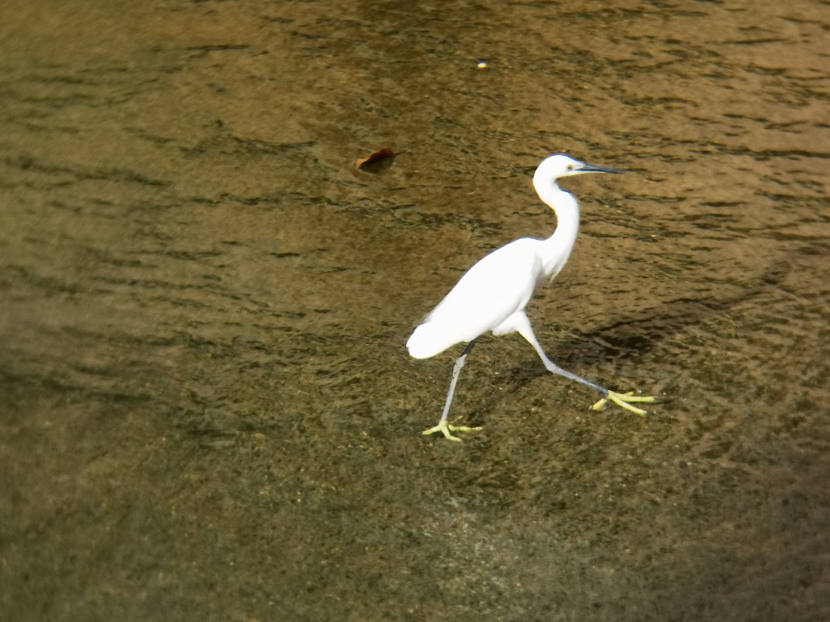 Чепура мала - ML646113578