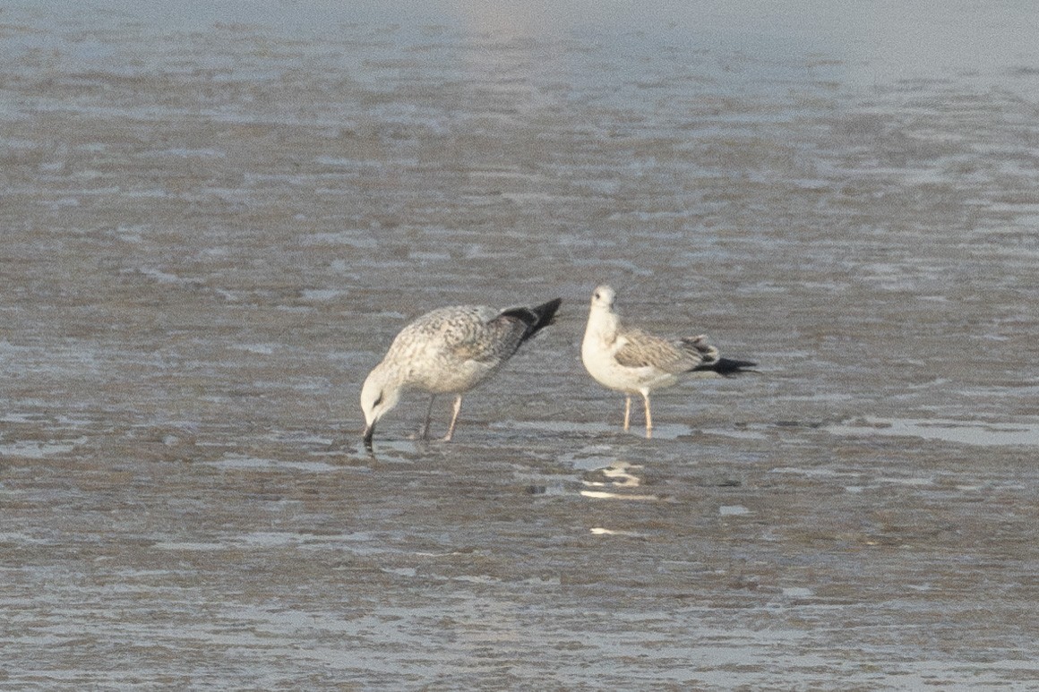 Common Gull - ML646113579