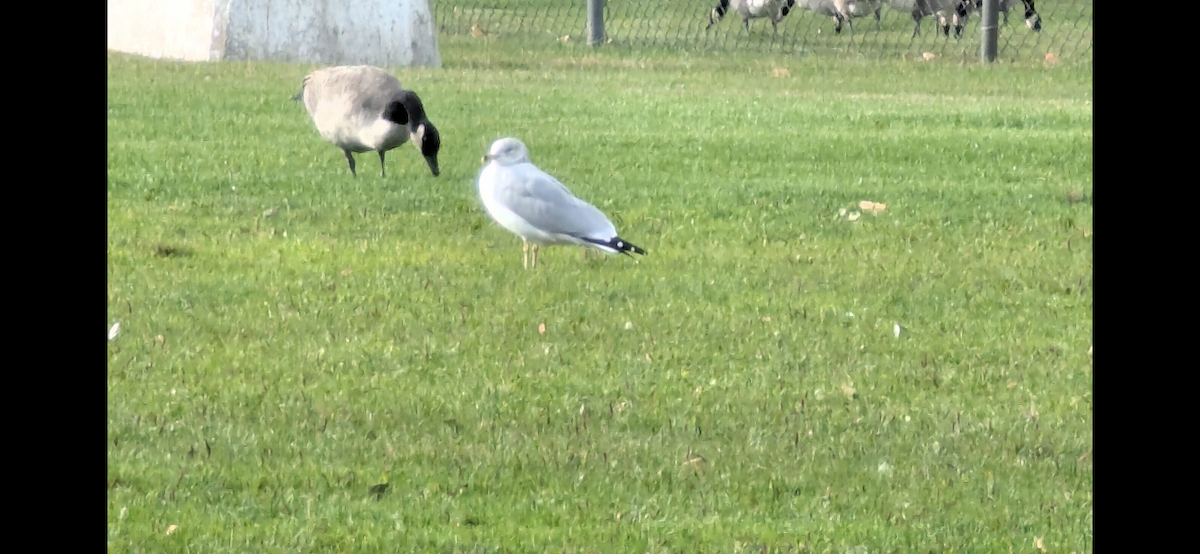 Ring-billed Gull - ML646113581