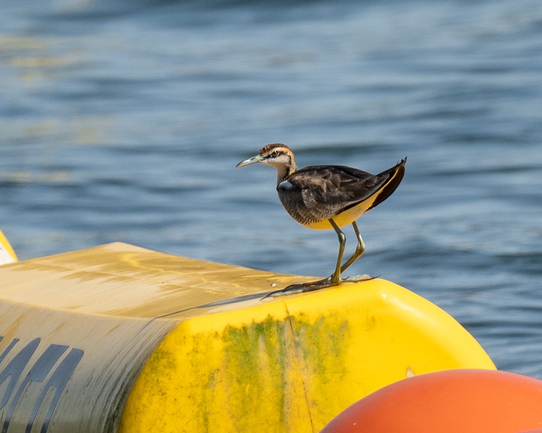 Якана довгохвоста - ML646113582