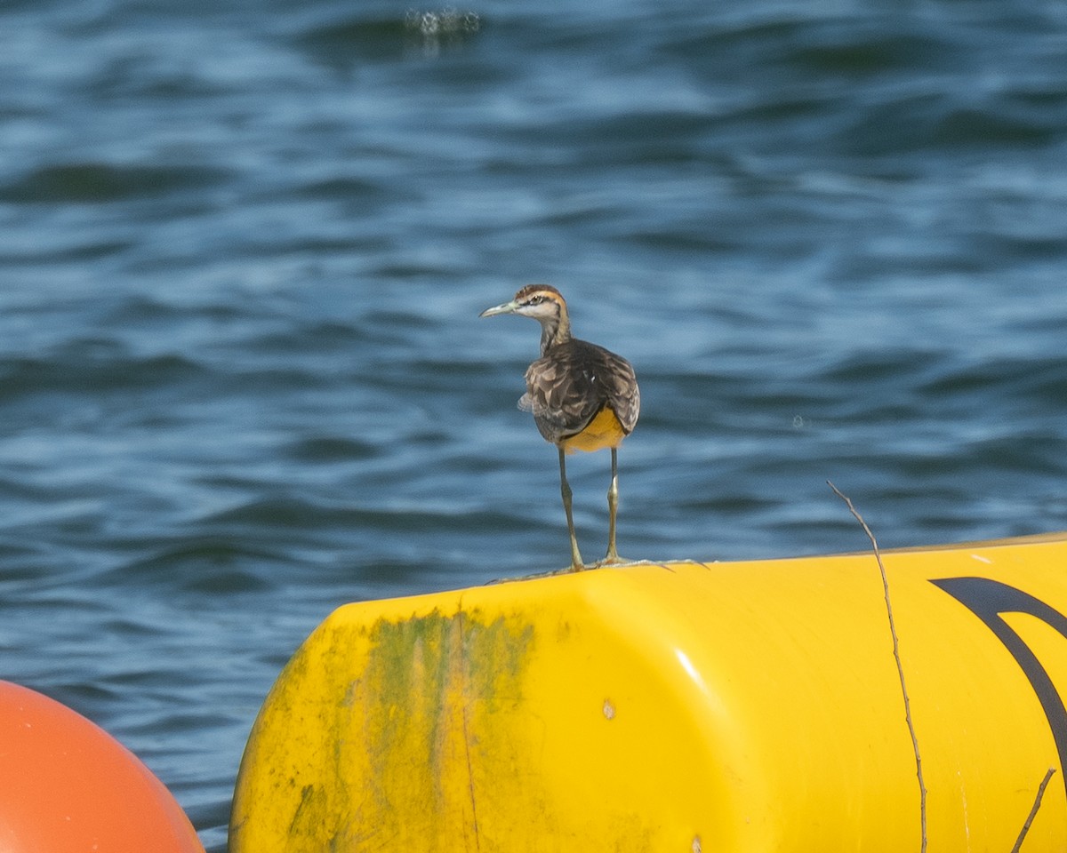 Якана довгохвоста - ML646113583