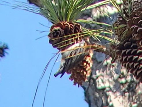 brhlík hnědohlavý - ML646113584