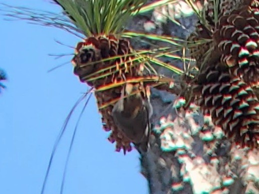 brhlík hnědohlavý - ML646113585