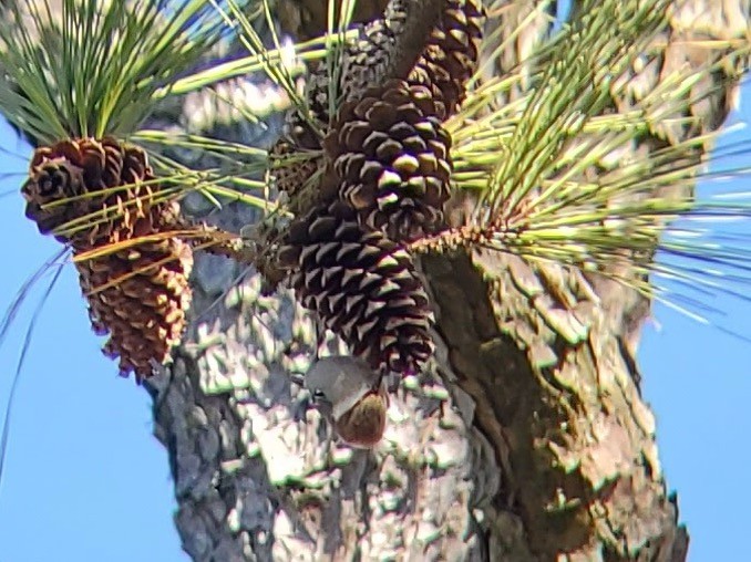 brhlík hnědohlavý - ML646113586