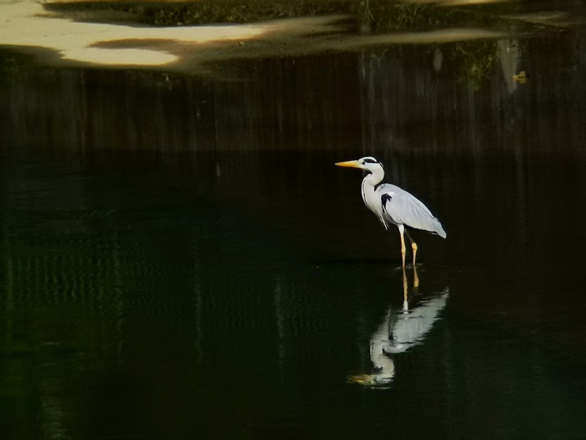 Чапля сіра - ML646113587