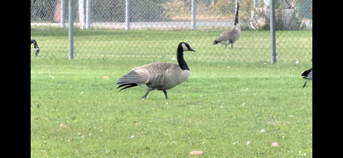 Canada Goose - ML646113588