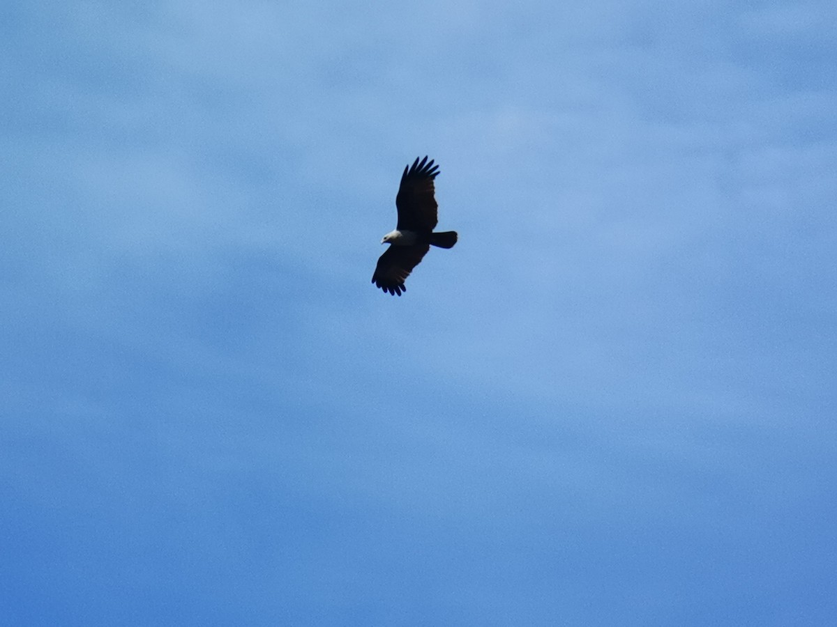 Шуліка королівський - ML646113589