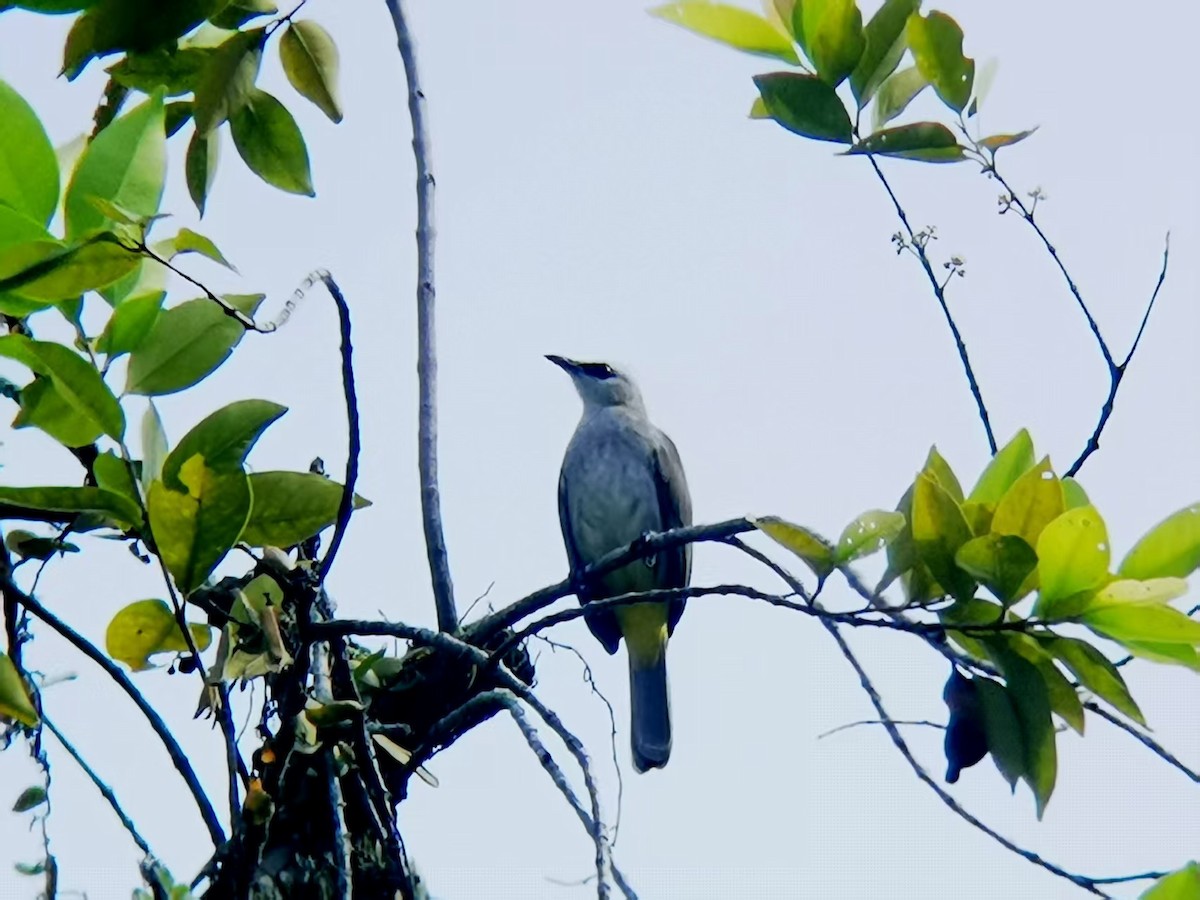 Бюльбюль широкобровий - ML646113594