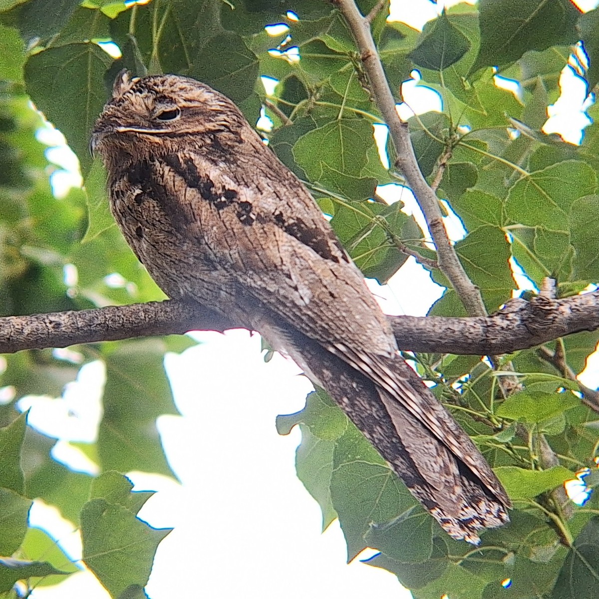 Common Potoo - ML646113597