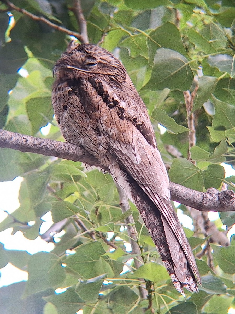 Common Potoo - ML646113598