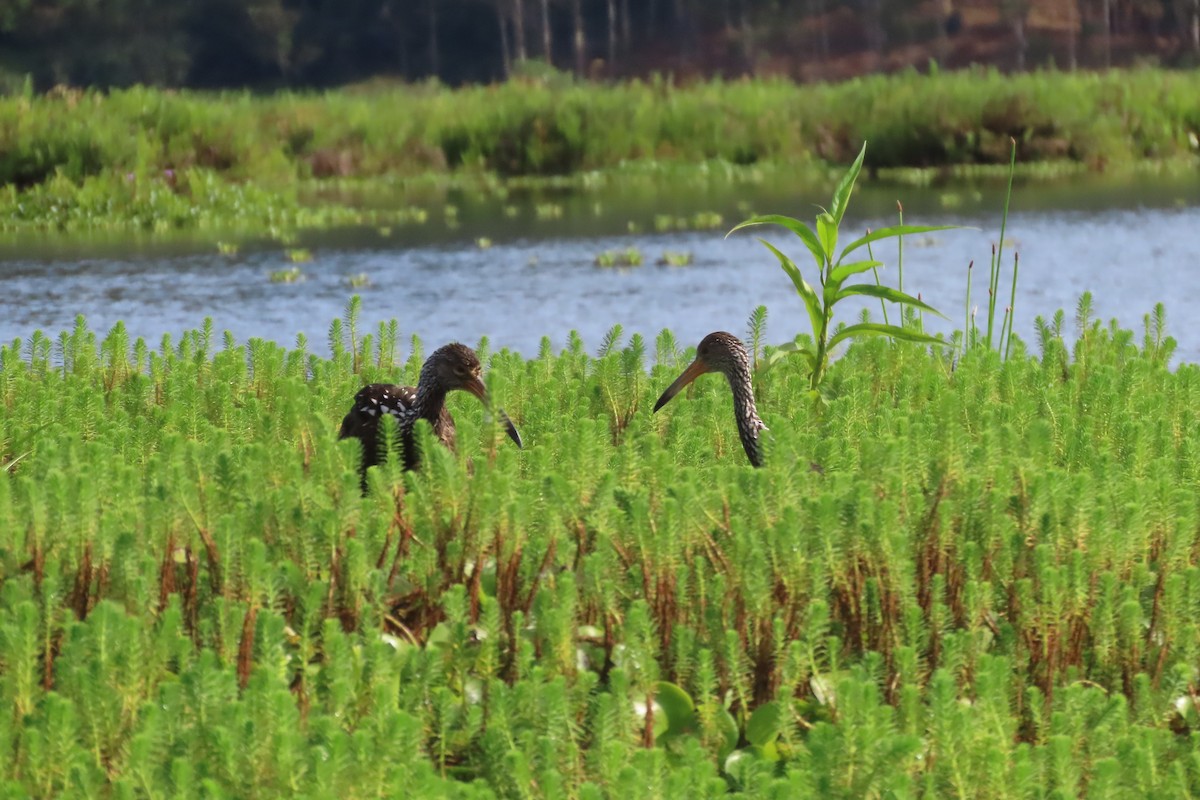 Limpkin - ML646113600
