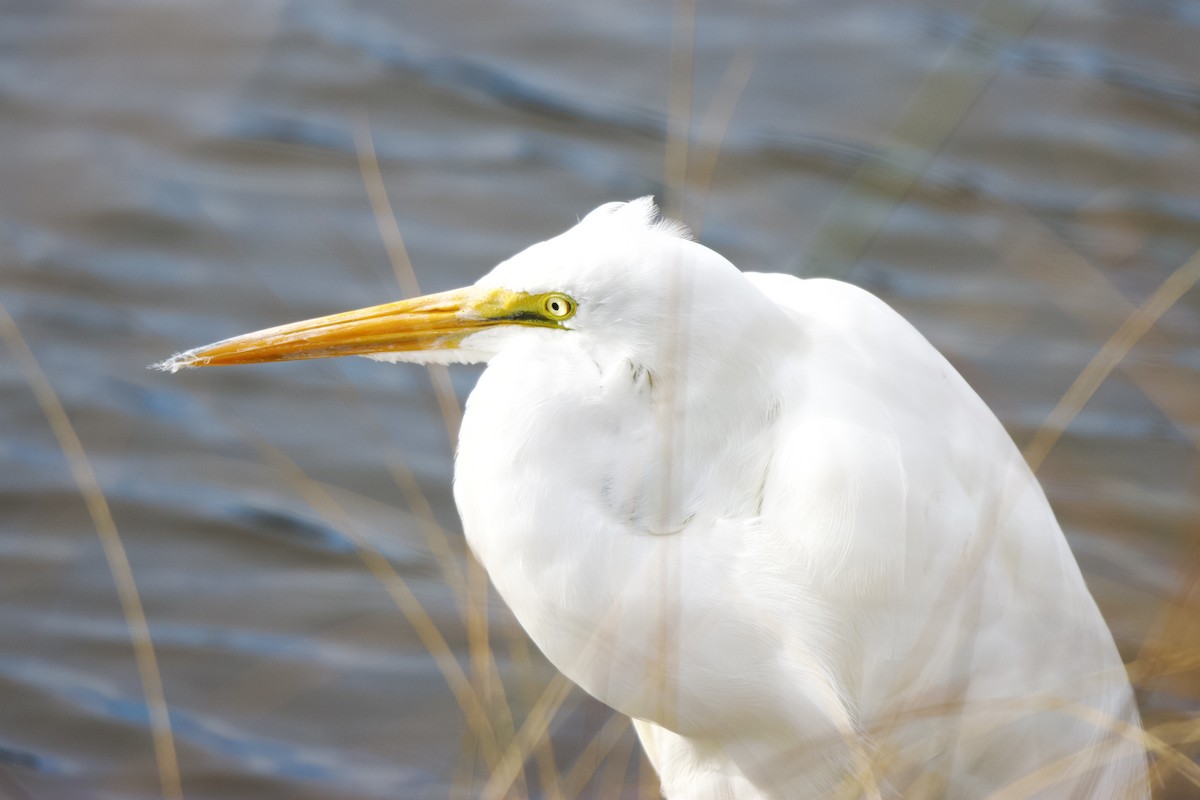 Büyük Ak Balıkçıl - ML646113603