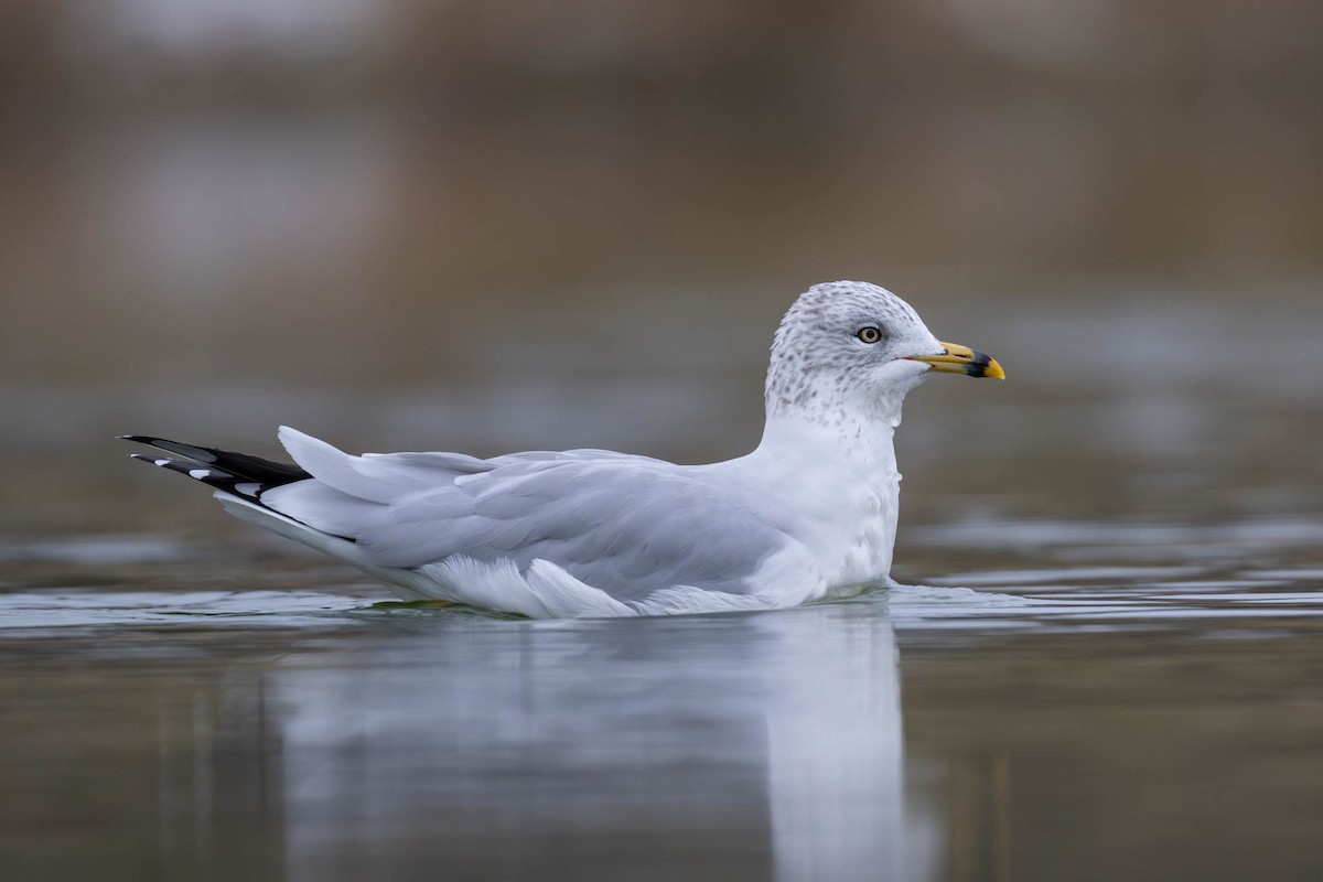 Ring-billed Gull - ML646113604