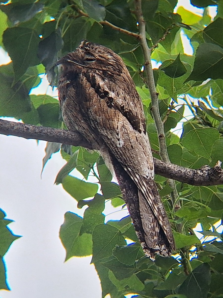 Common Potoo - ML646113605