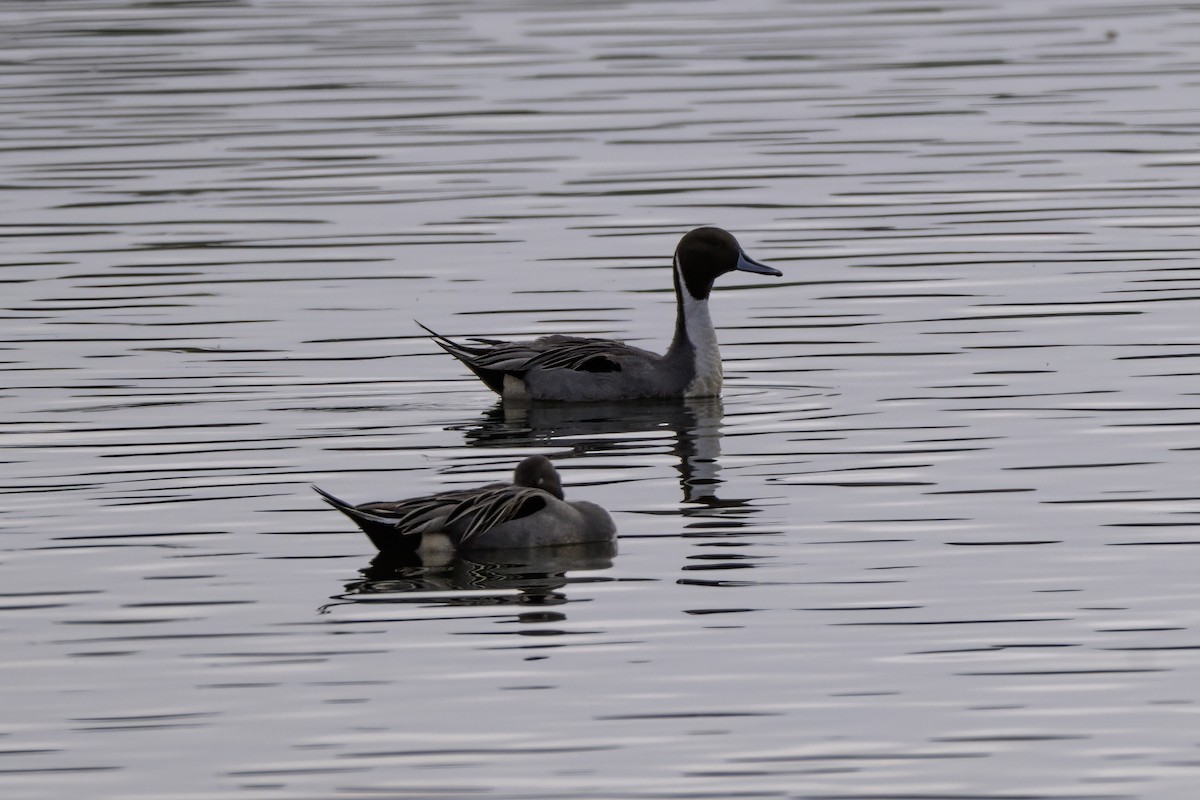 ostralka štíhlá - ML646113607