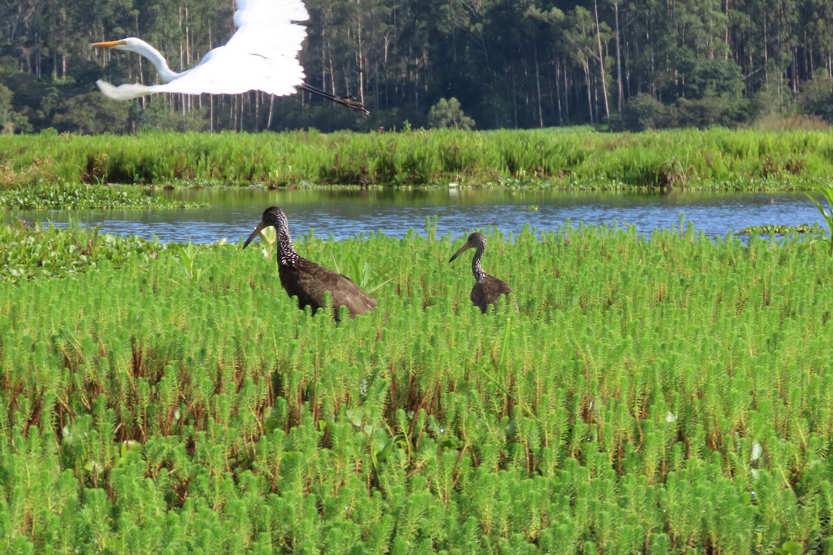 Great Egret - ML646113609