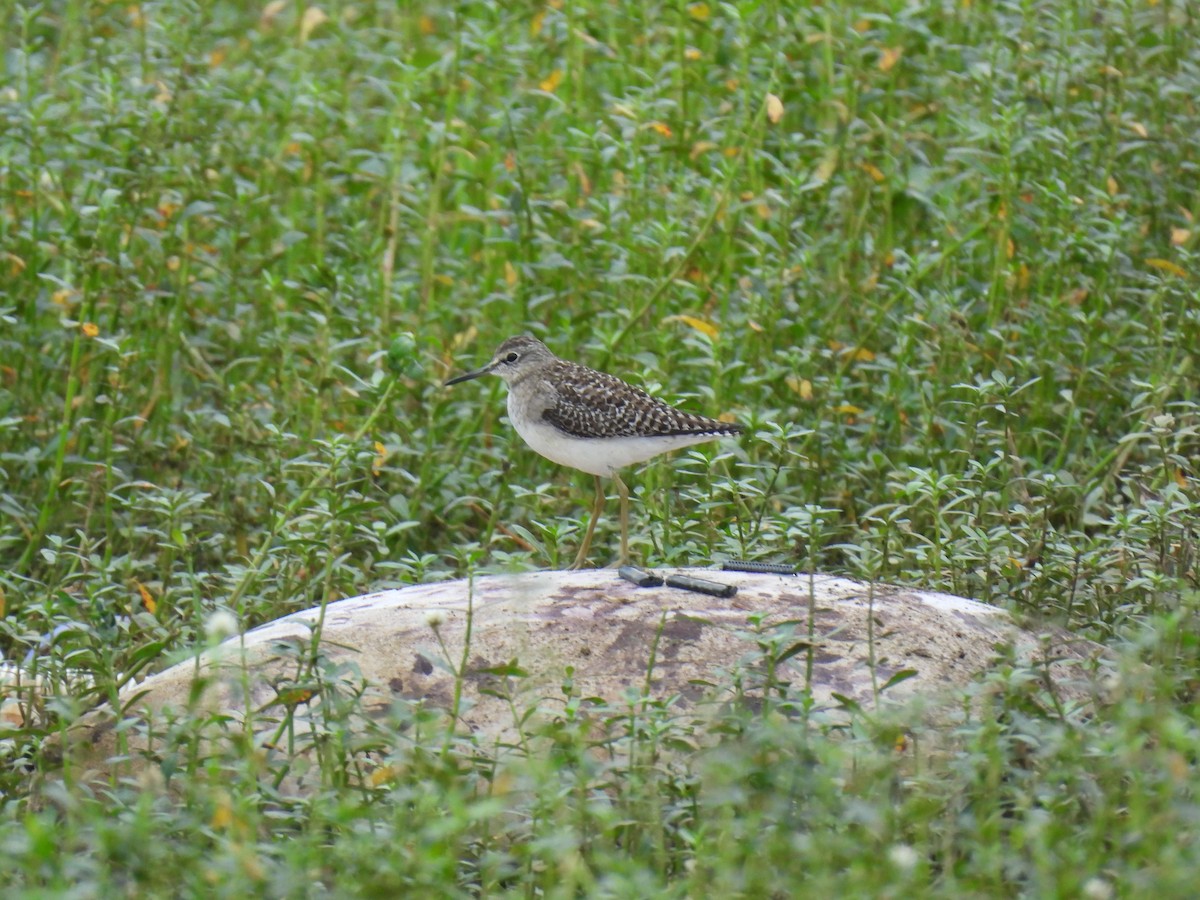 vodouš bahenní - ML646113633