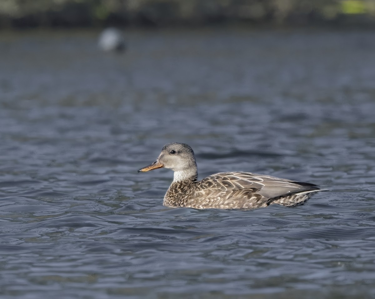 Gadwall - ML646113637