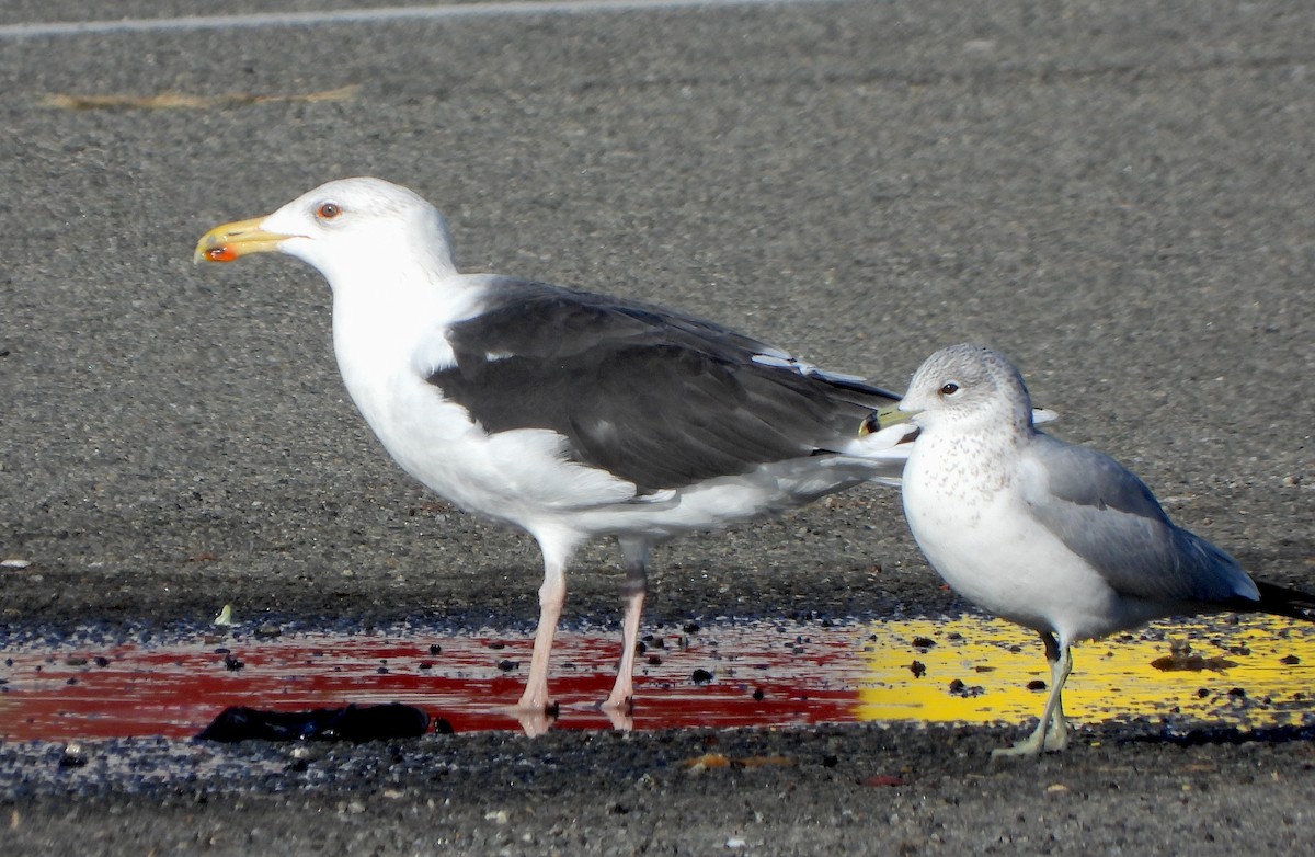 racek mořský - ML646113638