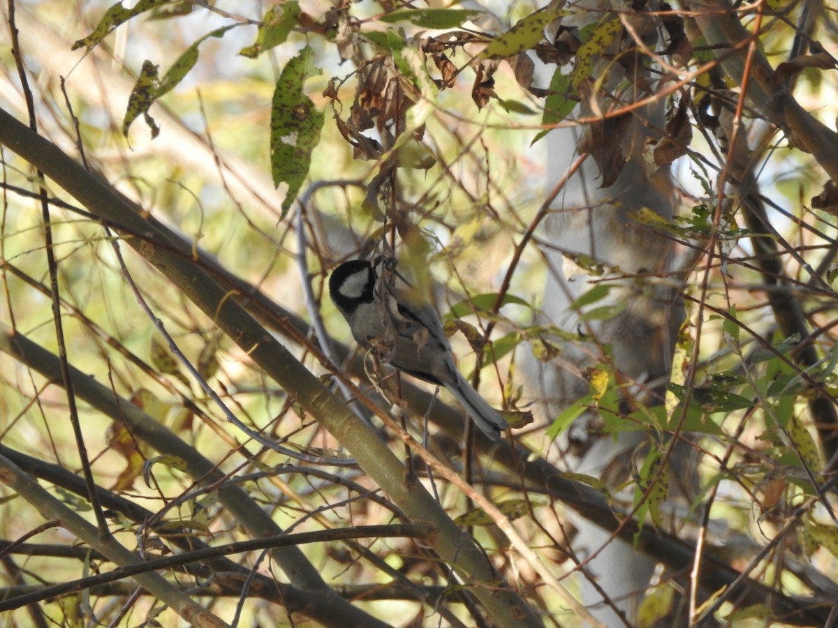 Asian Tit (Cinereous) - ML646113662