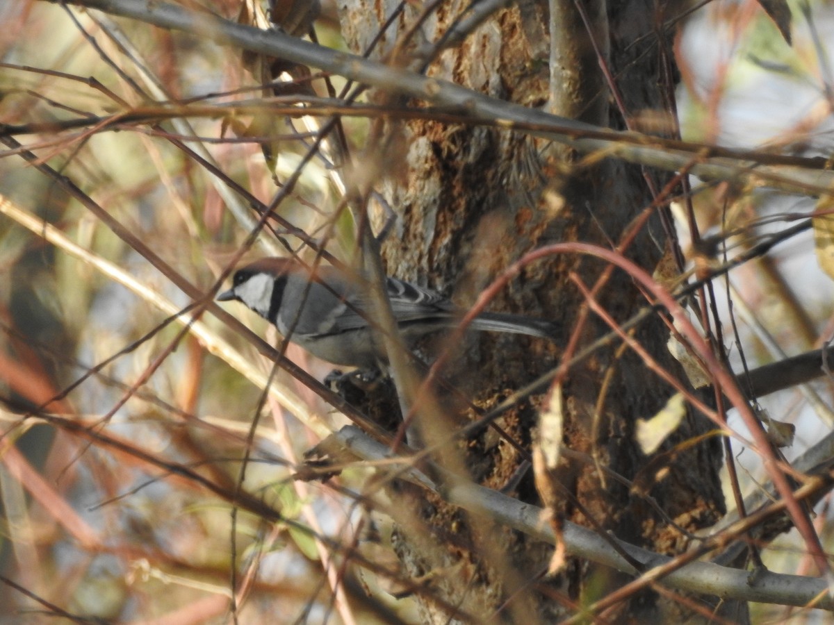 Asian Tit (Cinereous) - ML646113663