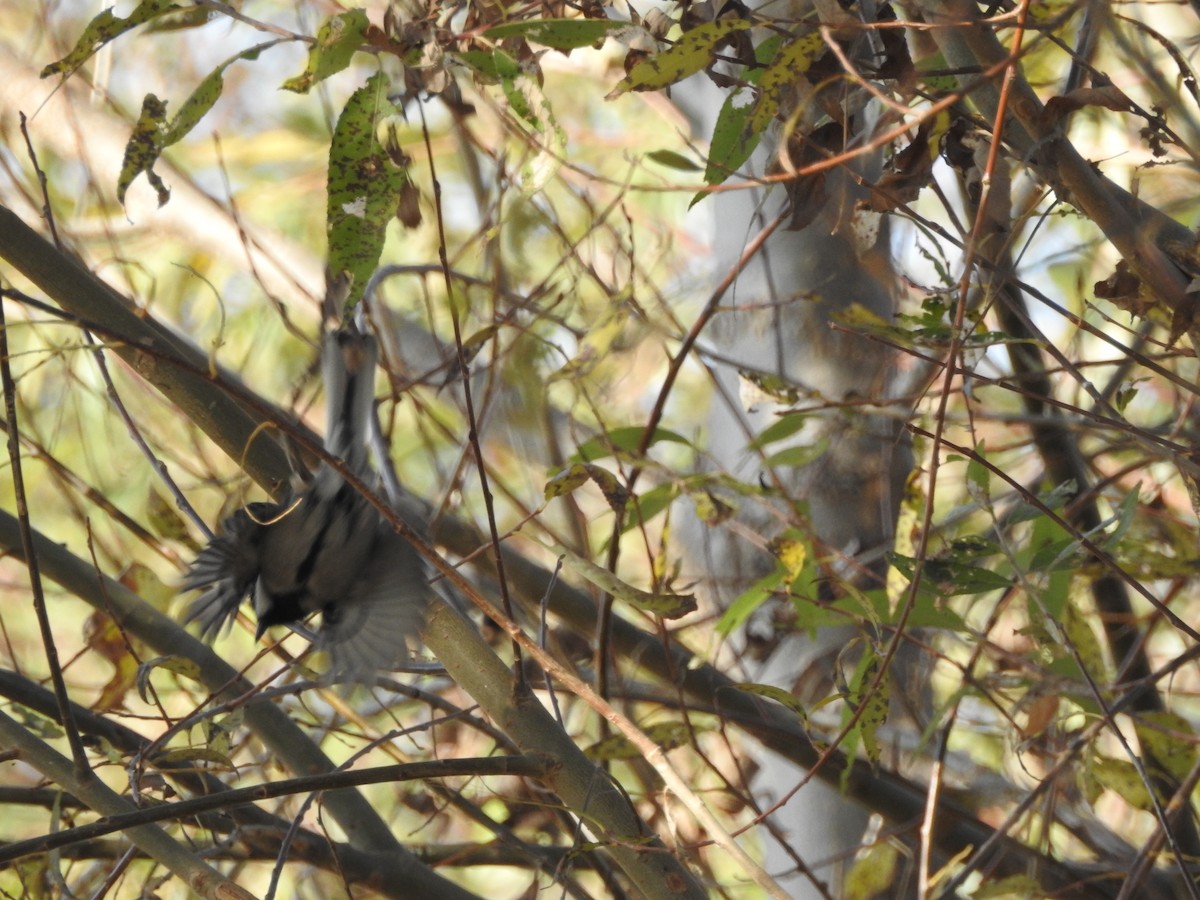 Asian Tit (Cinereous) - ML646113664